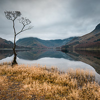 Buy canvas prints of Buttermere Lone Tree by gary ward