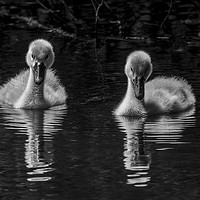 Buy canvas prints of Two Cygnets by Paul Huddleston