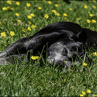Buy canvas prints of Staffy in buttercups by Paul Huddleston
