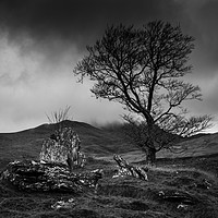 Buy canvas prints of Lone tree in Scottish Highlands by Paul Huddleston