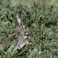 Buy canvas prints of Wild Rabbit cleaning its paws by Paul Huddleston