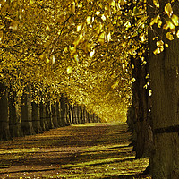 Buy canvas prints of Autumn Walk by kevin marston