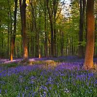 Buy canvas prints of Bluebell wood by kevin marston