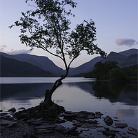 Buy canvas prints of Llyn Padarns lonely Tree by Eric Pearce AWPF