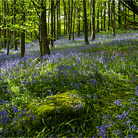 Buy canvas prints of Bluebell wood by Eric Pearce AWPF
