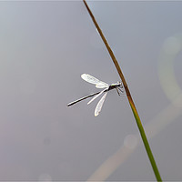 Buy canvas prints of Damselfly Light by Eric Pearce AWPF