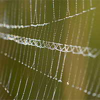 Buy canvas prints of Bejewelled Cobweb by Eric Pearce AWPF