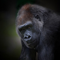 Buy canvas prints of Lowland gorilla  by Paul Fine