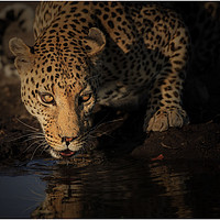 Buy canvas prints of Leopard Botswana  by Paul Fine