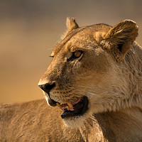 Buy canvas prints of Lioness Botswana  by Paul Fine