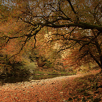 Buy canvas prints of River Walkham  by Paul Fine