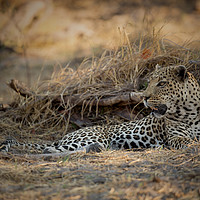 Buy canvas prints of Male leopard Chobe Botswana  by Paul Fine