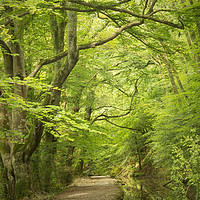 Buy canvas prints of Summer woods  by Paul Fine