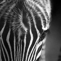 Buy canvas prints of Zebra by Paul Fine
