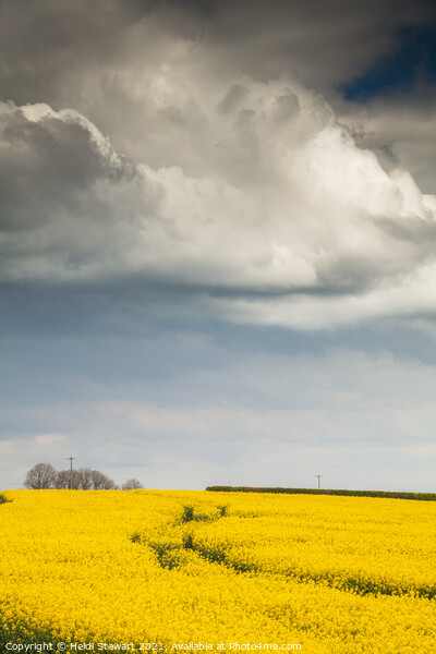 Rapeseed Field and Moody Skies Picture Board by Heidi Stewart