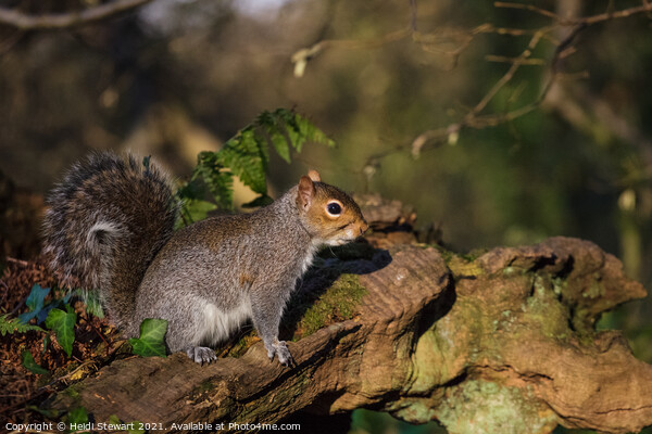 The Eastern Grey  /Gray Squirrel Picture Board by Heidi Stewart