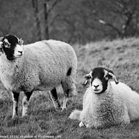 Buy canvas prints of Swaledale Sheep, Yorkshire Dales by Heidi Stewart