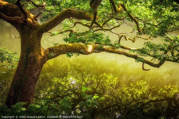 Oak Tree on a River Bank Picture Board by Heidi Stewart