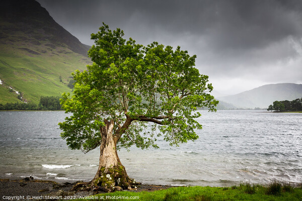 Lone Tree at Crummock Water Picture Board by Heidi Stewart