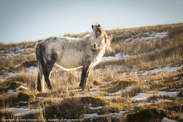 Wild Horse in the Brecon Beacons National Park Picture Board by Heidi Stewart