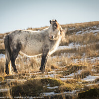 Buy canvas prints of Wild Horse in the Brecon Beacons National Park by Heidi Stewart