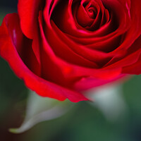 Buy canvas prints of Red Rose by Heidi Stewart