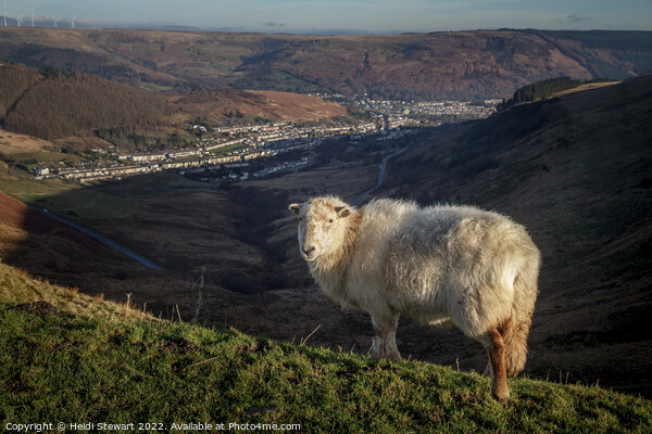 Friendly Sheep in the Rhondda Valleys Picture Board by Heidi Stewart