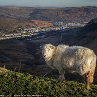 Buy canvas prints of Friendly Sheep in the Rhondda Valleys by Heidi Stewart