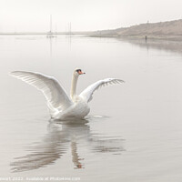 Buy canvas prints of Mute Swan at Keyhaven Marshes by Heidi Stewart