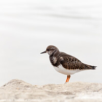 Buy canvas prints of Turnstone at Keyhaven Marshes by Heidi Stewart