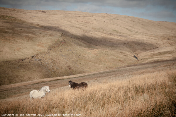 Wild Horses in Welsh Hills Picture Board by Heidi Stewart