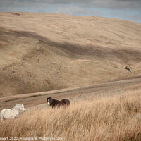 Buy canvas prints of Wild Horses in Welsh Hills by Heidi Stewart
