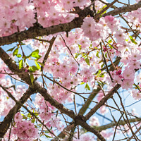 Buy canvas prints of Spring Cherry Blossom by Heidi Stewart