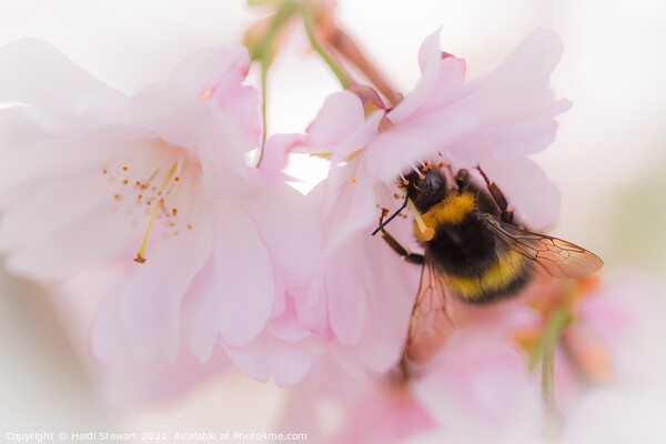 Bee on Cherry Blossom Picture Board by Heidi Stewart