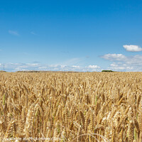 Buy canvas prints of Nash Point Lighthouse and Golden Wheat Fields by Heidi Stewart