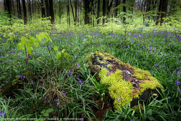 Mossy Log and Bluebells Picture Board by Heidi Stewart