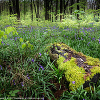 Buy canvas prints of Mossy Log and Bluebells by Heidi Stewart