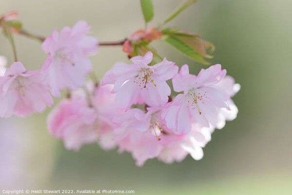 Cherry Blossom Picture Board by Heidi Stewart