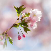 Buy canvas prints of Cherry Blossom by Heidi Stewart