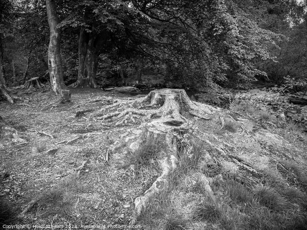 Tree Roots  Picture Board by Heidi Stewart