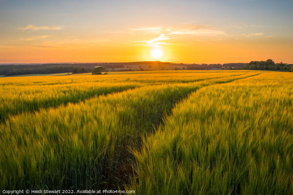 Sunset Over Wheat Fields Picture Board by Heidi Stewart