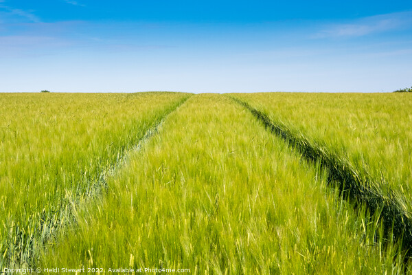 Wheat Field and Blue Sky Picture Board by Heidi Stewart