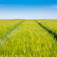 Buy canvas prints of Wheat Field and Blue Sky by Heidi Stewart