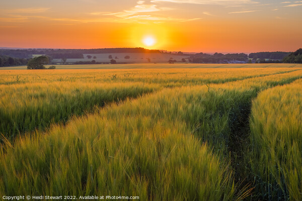 Sunset Over Wheat Fields Picture Board by Heidi Stewart