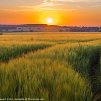 Buy canvas prints of Sunset Over Wheat Fields by Heidi Stewart