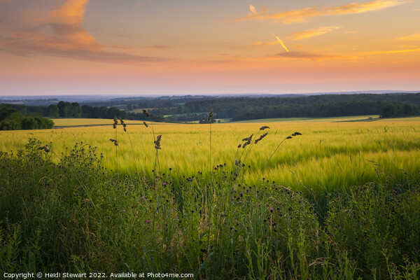 Hampshire Wheat Fields Picture Board by Heidi Stewart
