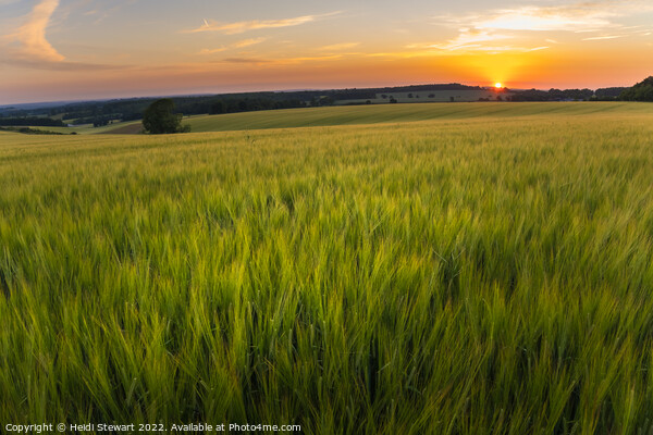 Wheat Fields at Sunset Picture Board by Heidi Stewart