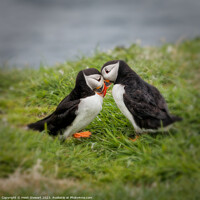 Buy canvas prints of Two Puffins Greeting  by Heidi Stewart