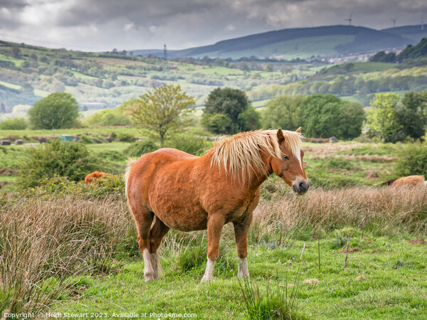 Brown Horse on Llantrisant Common Picture Board by Heidi Stewart