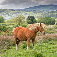 Buy canvas prints of Brown Horse on Llantrisant Common by Heidi Stewart